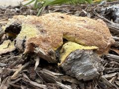 (Dog Vomit Slime Mold) aethalium underside (Dog Vomit Slime Mold) aethalium underside