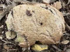 (Dog Vomit Slime Mold) aethalium upperside (Dog Vomit Slime Mold) aethalium upperside