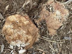 (Dog Vomit Slime Mold) dorsal (Dog Vomit Slime Mold) dorsal