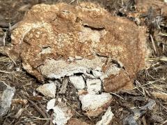 (Dog Vomit Slime Mold) lateral (Dog Vomit Slime Mold) lateral