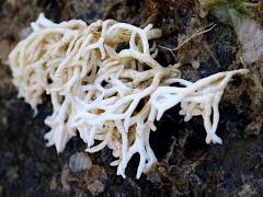 (Liagoraceae Red Alga) colony