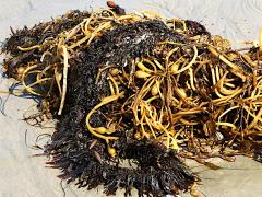 (Giant Kelp) stranded (Giant Kelp) stranded