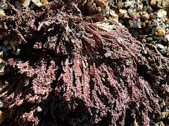 (Common Coralline) plant (Common Coralline) plant
