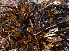 (Stephanocystis Kelp) holdfast (Stephanocystis Kelp) holdfast