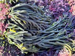 (Dead Man's Fingers) colony (Dead Man's Fingers) colony