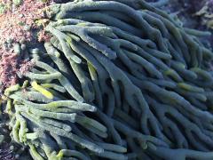 (Dead Man's Fingers) fingers (Dead Man's Fingers) fingers