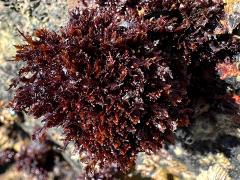 (Gelidium Jellyweed) colony (Gelidium Jellyweed) colony