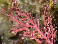 (Common Coralline) frond (Common Coralline) frond