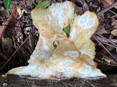 (Mycetozoa Slime Mold) profile (Mycetozoa Slime Mold) profile