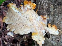 (Mycetozoa Slime Mold) top (Mycetozoa Slime Mold) top