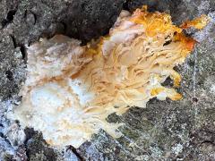 (Mycetozoa Slime Mold) underside (Mycetozoa Slime Mold) underside