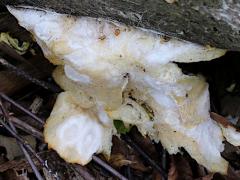 (Mycetozoa Slime Mold) upperside (Mycetozoa Slime Mold) upperside