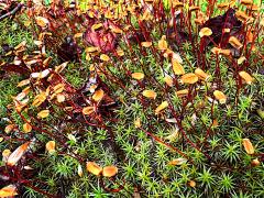 (Common Haircap Moss) sporophytes (Common Haircap Moss) sporophytes