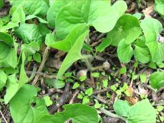 (Reflexed Wild Ginger)