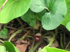 (Reflexed Wild Ginger) flower