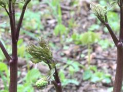 (Red Baneberry) emergent (Red Baneberry) emergent