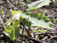 (Jack-in-the-Pulpit) (Jack-in-the-Pulpit)