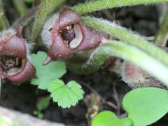(Reflexed Wild Ginger) flowers (Reflexed Wild Ginger) flowers