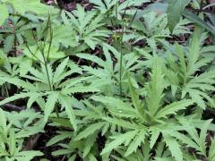 (Toothwort) (Toothwort)