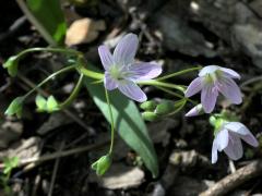 (Spring Beauty) (Spring Beauty)