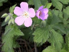 (Wild Geranium) (Wild Geranium)