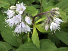 (Virginia Waterleaf) (Virginia Waterleaf)