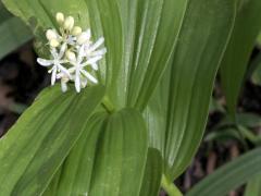 (Starry Solomon's Seal) (Starry Solomon's Seal)