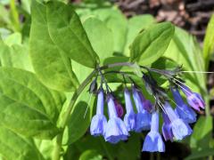 (Virginia Bluebells) (Virginia Bluebells)