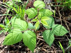 (American Red Raspberry) (American Red Raspberry)