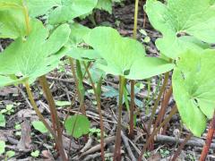 (Bloodroot) (Bloodroot)