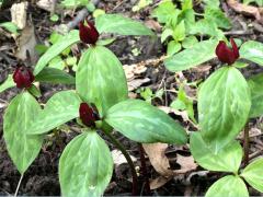 (Red Trillium) (Red Trillium)