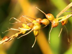 (Long-beaked Sedge) fruit (Long-beaked Sedge) fruit