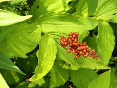 (Feathery False Soloman's Seal) fruit (Feathery False Soloman's Seal) fruit