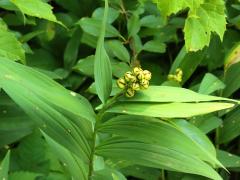 (Starry Solomon's Seal) fruit (Starry Solomon's Seal) fruit