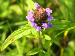 (Self Heal) (Self Heal)