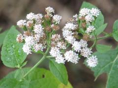 (White Snakeroot) (White Snakeroot)