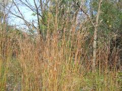 (Big Bluestem) (Big Bluestem)