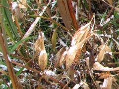 (Swamp Milkweed) (Swamp Milkweed)