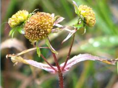 (Nodding Bur Marigold) (Nodding Bur Marigold)