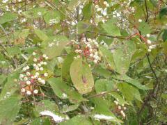 (Gray Dogwood) fruit (Gray Dogwood) fruit