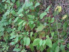 (Red-osier Dogwood) (Red-osier Dogwood)
