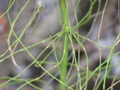 (Marsh Horsetail) (Marsh Horsetail)