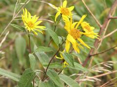 (Sunflower) (Sunflower)