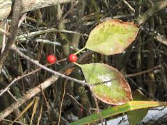 (Winterberry Holly) (Winterberry Holly)