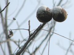 (Black Walnut) (Black Walnut)