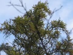 (Tamarack) (Tamarack)