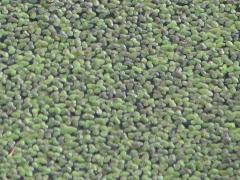 (Lesser Duckweed) (Lesser Duckweed)