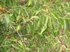 (Amur Honeysuckle) fruit (Amur Honeysuckle) fruit