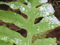 (Sensitive Fern) leaflet (Sensitive Fern) leaflet