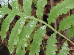(Sensitive Fern) leaves (Sensitive Fern) leaves